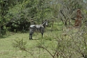 Common Zebra